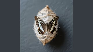 Download lagu Butterfly Silk Cocoon mp3 Download lagu Butterfly Silk Cocoon mp3