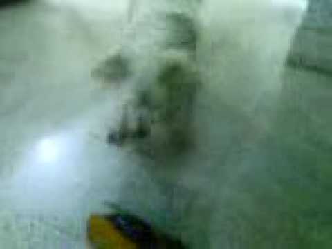 dog gone crazy on a toy bug