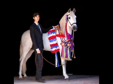 Beautiful PRE Andalusian Stallion!! CW Ardiente's IALHA Liberty Class 2021