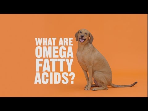 Why Does My Pet Need Omega Fatty Acids?