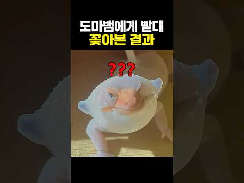 도마뱀에게 빨대를 꽂아본 결과