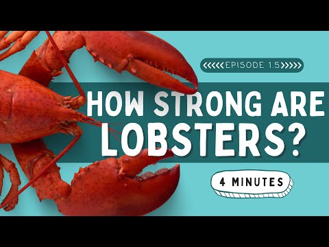 How Strong are Lobsters? | Animal Facts for Kids