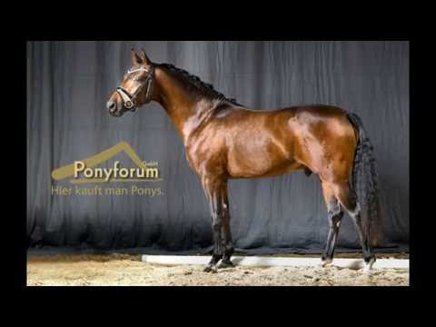 3. Ponyforum Hengsttage - DRESSCOUNT v. Dressman I - Viscount