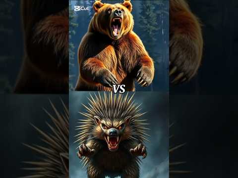 Grizzly bear vs Rhinoceros, grizzly bear vs polar bear, #animals #grizzlybear #polarbear #rhinoceros