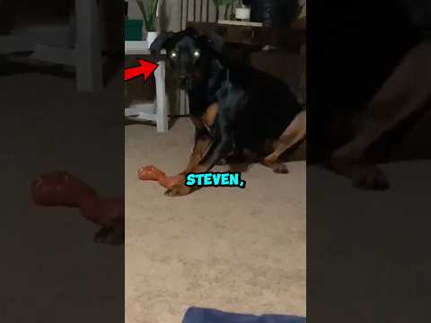 Sein Hund starrt ihn plötzlich an und macht dann folgendes… 😳