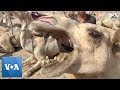 Egyptians Sell Camels For Eid Sacrifice