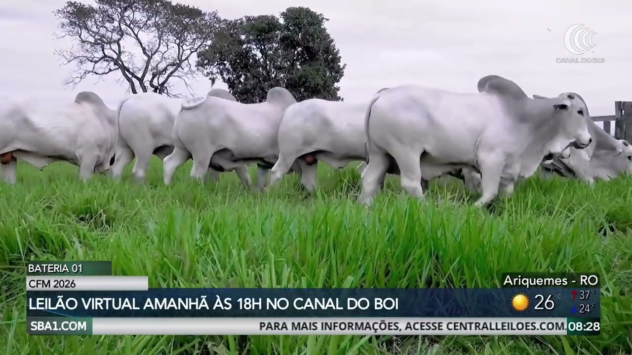 CFM oferta 300 touros Ceip nesta quinta-feira no Canal do Boi