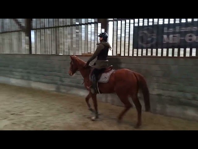 Jument pur sang joli look