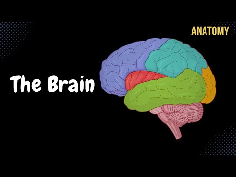 Cerebral Cortex (Function, Covering, Lobes, Sulcus, Gyrus, Fissures) | Anatomy