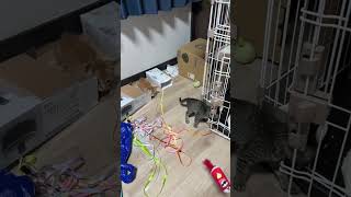 【#ネコ 】iPhoneで子猫のスロー動画を撮影したら