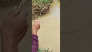 Download lagu Mancing wader air keruh lihat hasilnya mp3