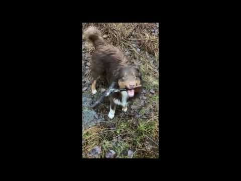 Seppo heikolla jäällä