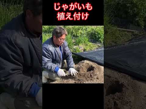 冬でもジャガイモは栽培できますか？どのような条件下で?  庭園