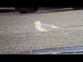 Parking Lot Iceland Gull