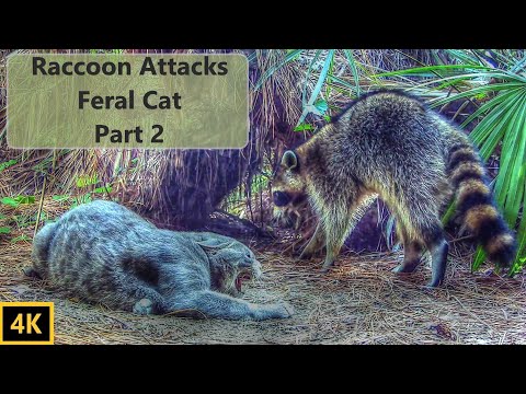 Raccoon Attacks Feral Cat Part 2