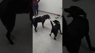 Video preview image #1 Borador Puppy For Sale in Wakefield, RI, USA