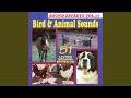 Large Dog Barking
