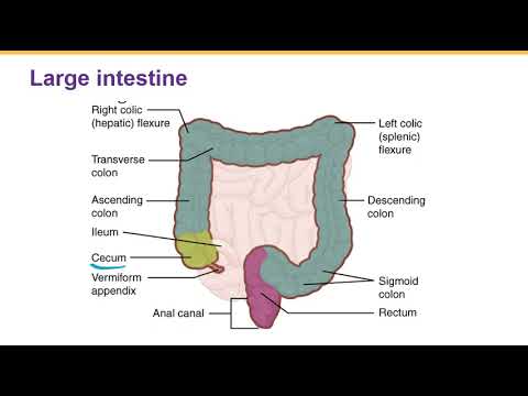 Digestive system part 5  Small and Large intestine