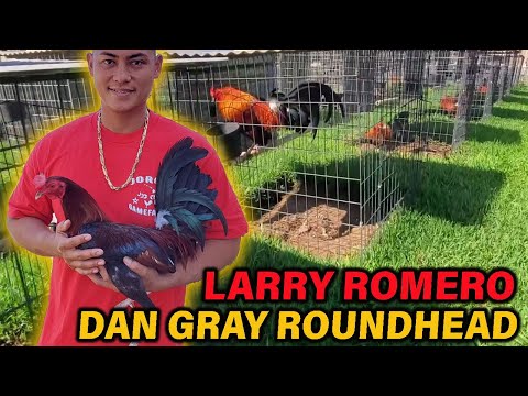 Larry Romero Albany Troy Hatch Brownred Sweater JORGE FARM Hawaii - Beautiful Birds Farm Visit