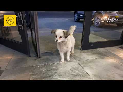 This Dog Peeked at Pet Dogs from the Doorway Every Day—Until One Night, It Hesitantly Stepped Inside