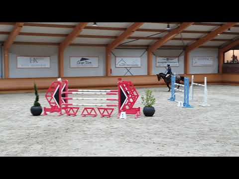 Ilon approved stallion