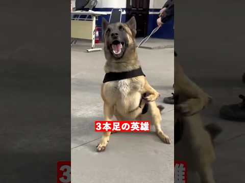 片腕の警察犬　　　　　　　　　　 #animals #動物 #犬 #犬のいる暮らし