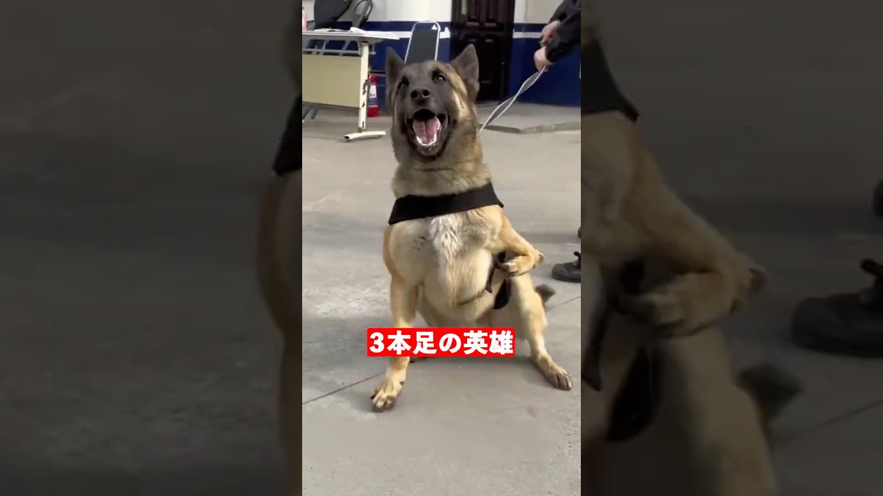 片腕の警察犬　　　　　　　　　　 #animals #動物 #犬 #犬のいる暮らし