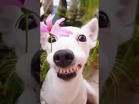 cute and funny dog / Dog's innocent smile/WhatsApp status / funny video / Ambili movie song😊💕