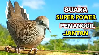 Download lagu Suara Burung Perkutut Lokal Raja Pikat Ampuh Paling Gacor Memanggil Jantan mp3 Download lagu Suara Burung Perkutut Lokal Raja Pikat Ampuh Paling Gacor Memanggil Jantan mp3