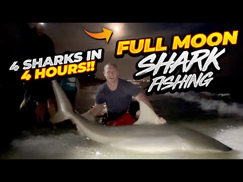 4 Sharks in 4 Hours!! | Full Moon Shark Fishing