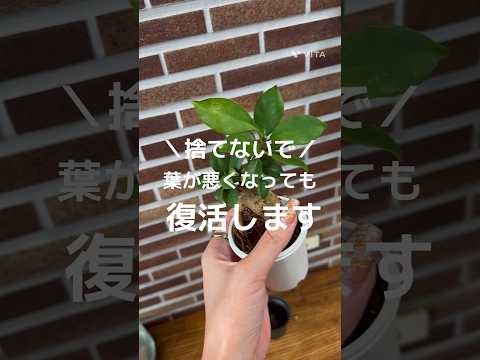 キョウチクトウの霜を受けた植物を救う方法