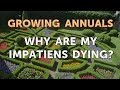 Why Are My Impatiens Dying?