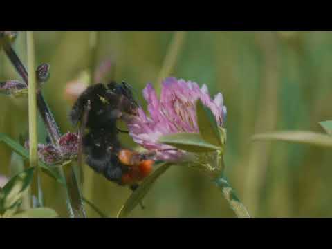 Intro Naturpark Obere Donau