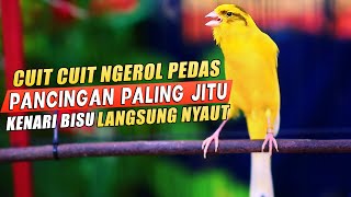 Download lagu PANCINGAN KENARI GACOR Cuit CUIT BIRAHI UNTUK TERAPI & MASTERAN Kenari PAUD AGAR BUNYI DAN NGEROL mp3