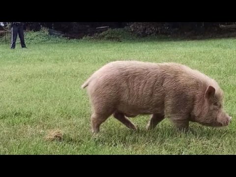 SPCA Employee Faces Felony Charges For Killing Rescued Pig For Holiday Meal