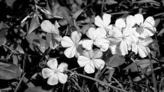 Du bist eine Blume FLO MEGA Cello Cover