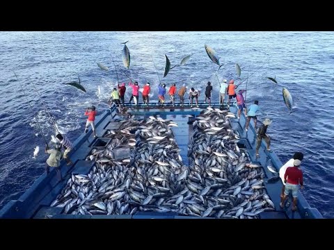 Unbelievable The Most Advance Fishing Vessel | Havest and Processing