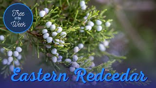Tree of the Week: Eastern Red Cedar