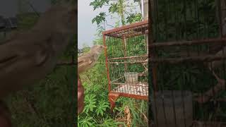 Download lagu pikat prenjak sawah dapat matap mp3 Download lagu pikat prenjak sawah dapat matap mp3