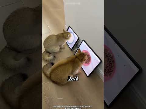 بيعمل اختبار للقطط وبيكتشف ان نظرهم ضعيف #viral