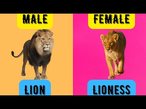 Animal Names & their Genders| Male & Female Animals in English for Kids Toddlers Kindergarten