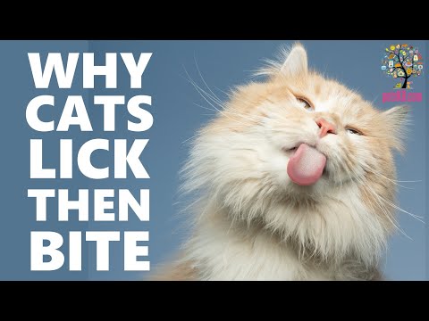 Why Does My Cat Lick Me Then Bite Me? An explanation of this common cat behavior.