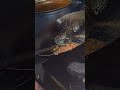 Chicken Tandoori Tiktok Rice Nissi Chinese Chowk Bazar Surat Short