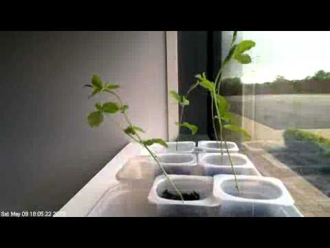 Growing office sweet peas timelapse