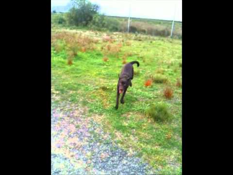 Chocolate Labrador