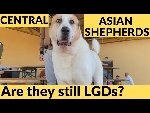 CENTRAL ASIAN SHEPHERD Dogs - are they really Shepherd/LGD Dogs?  DogCastTV