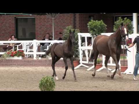 Stf v Millennium x Don Vino 2014