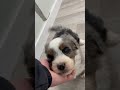 Mini Bernedoodle dogs for sale: Wally - Video 1