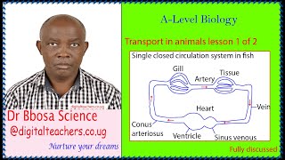 Transport in animals lesson 1 of 2 by Dr.  Bbosa Science (A-level biology)