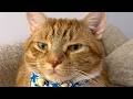 Cat Thinks When You Talk To Him